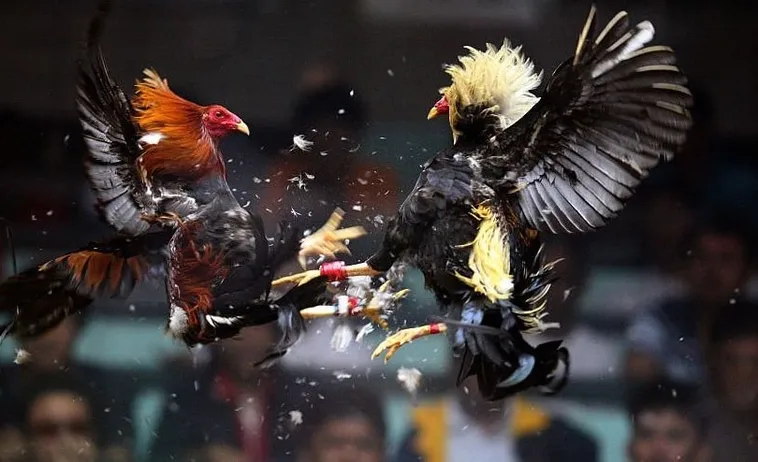 Đá Gà FUN88: Trải Nghiệm Giải Trí Trực Tuyến Đỉnh Cao Tại Việt Nam 1 Đá Gà FUN88: Trải Nghiệm Giải Trí Trực Tuyến Đỉnh Cao Tại Việt Nam